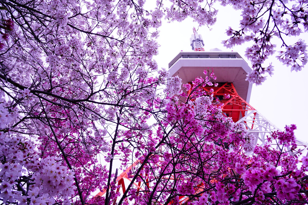 二色の桜と宇都宮タワー