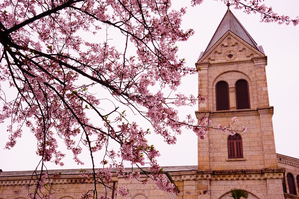 石の教会と桜