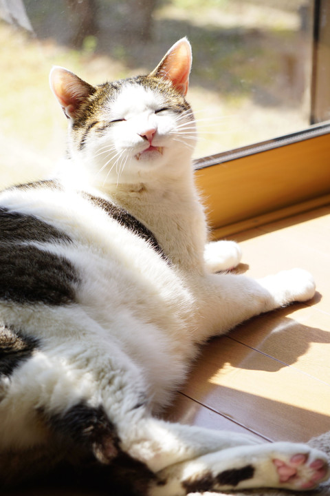 窓際の笑い猫