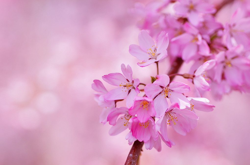 ピンクの垂れ桜