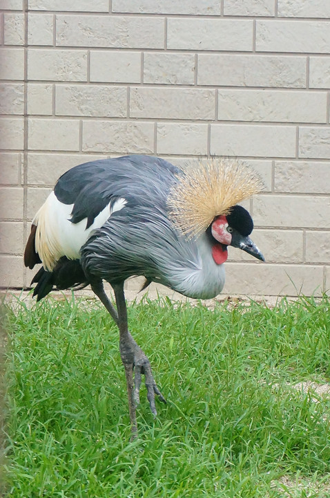 とり。鳥。トリ。