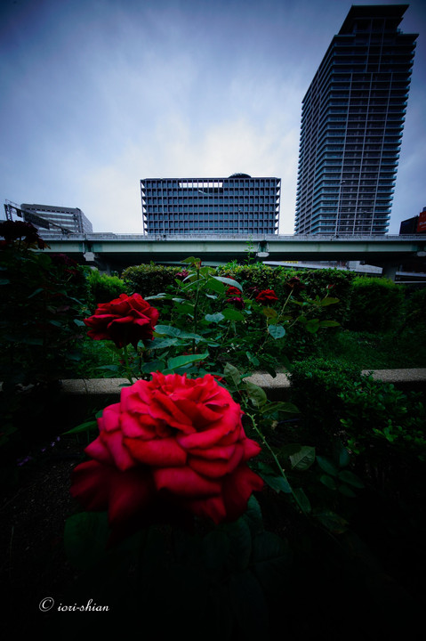 都会の薔薇