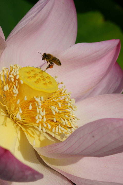 蜂巣にミツバチ