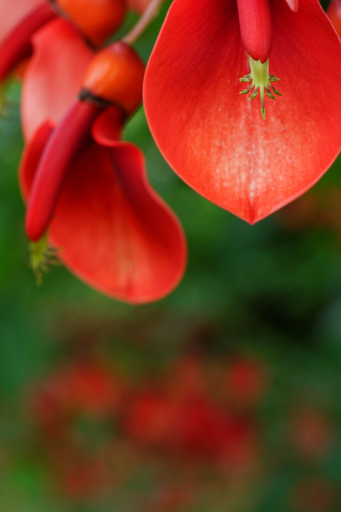 深紅の花