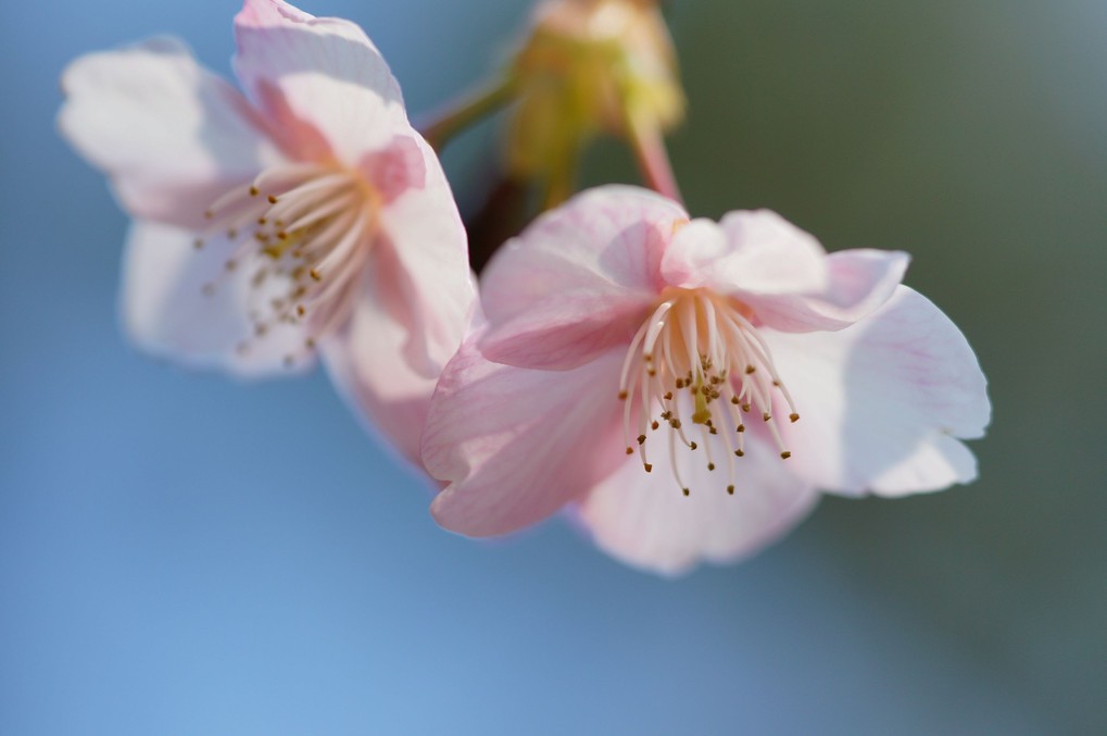 河津桜ひっそりと春を告げよ
