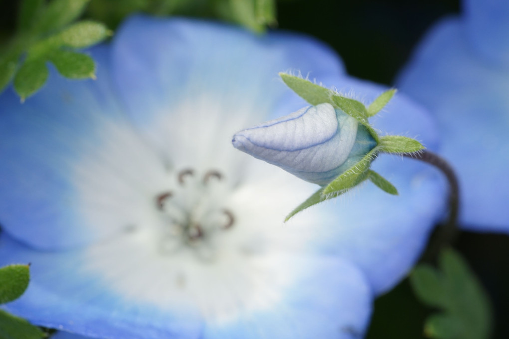春の青い花