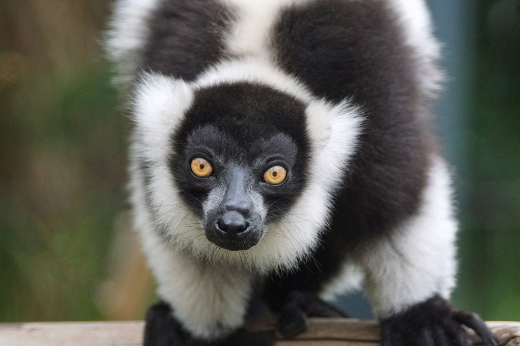 Black&white Ruffed Lemur