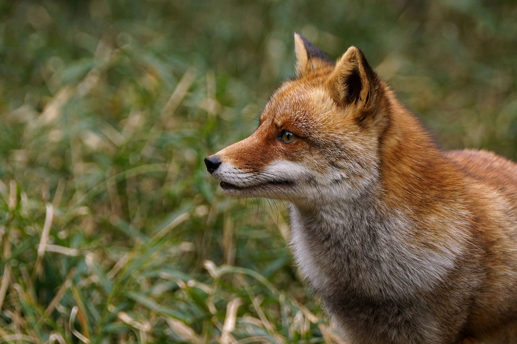 Japanese Red Fox