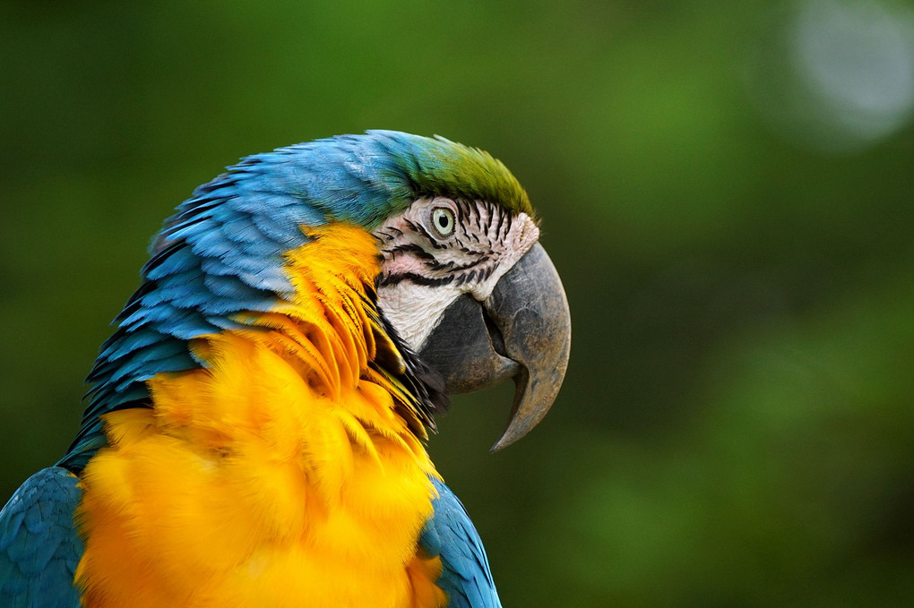Blue&yellow Macaw