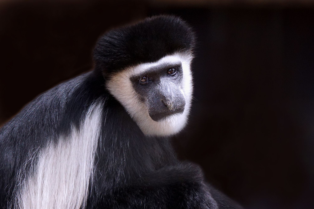 Abyssinian Colobus