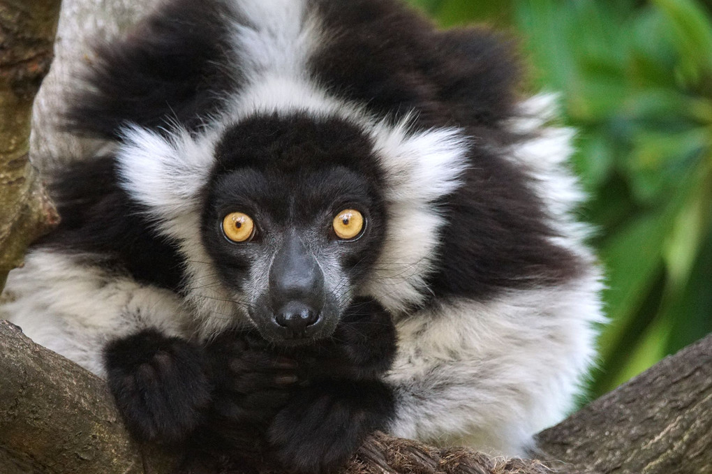 Black&white Ruffed Lemur