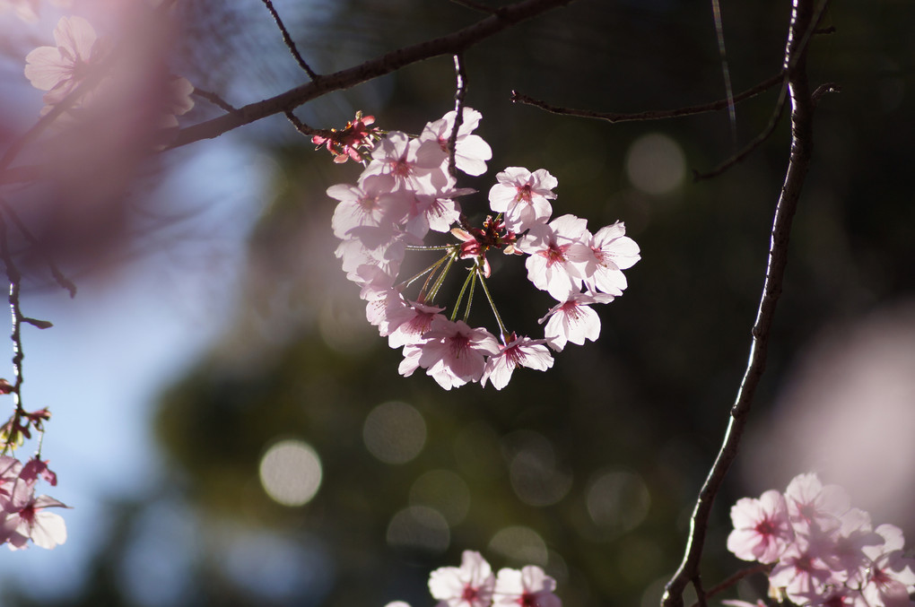 桜の輪