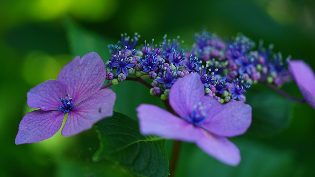 アジサイ紫と紅の開花