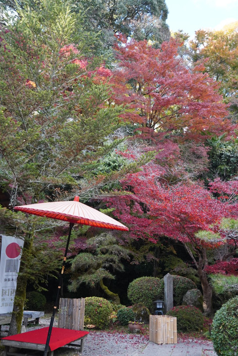 石山寺 参道のモミジ