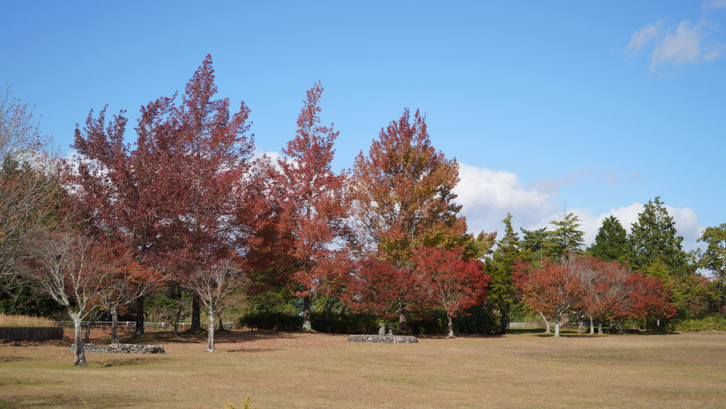 One maple only in the park『リーフの森公園』