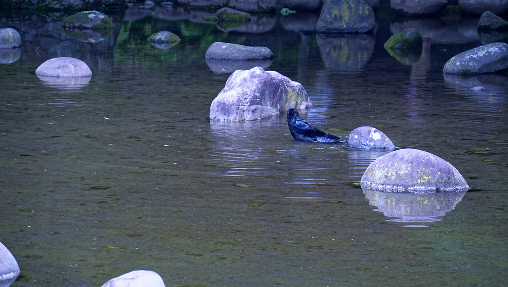 小石川公園のカラス水浴び渡月橋