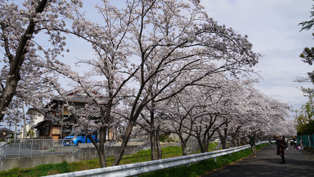 町の桜