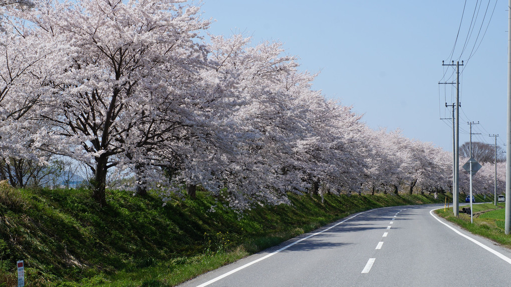 高虎桜