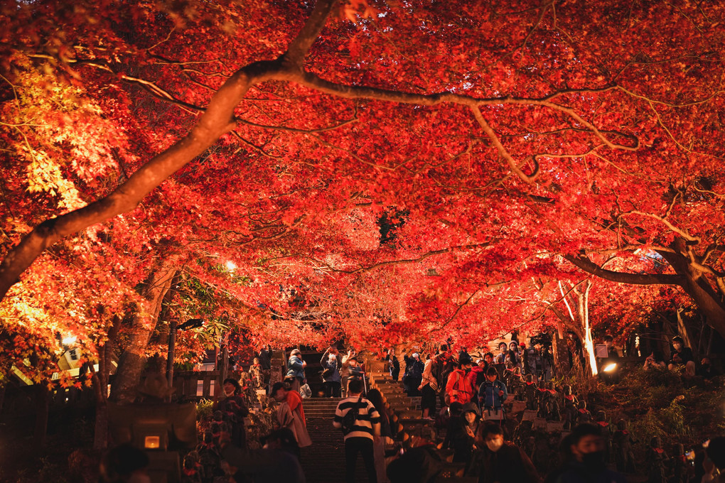 大山の紅葉