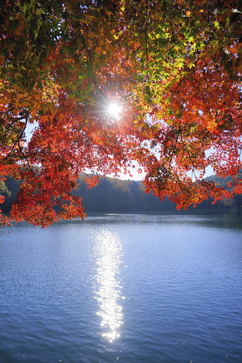 四尾連湖の紅葉