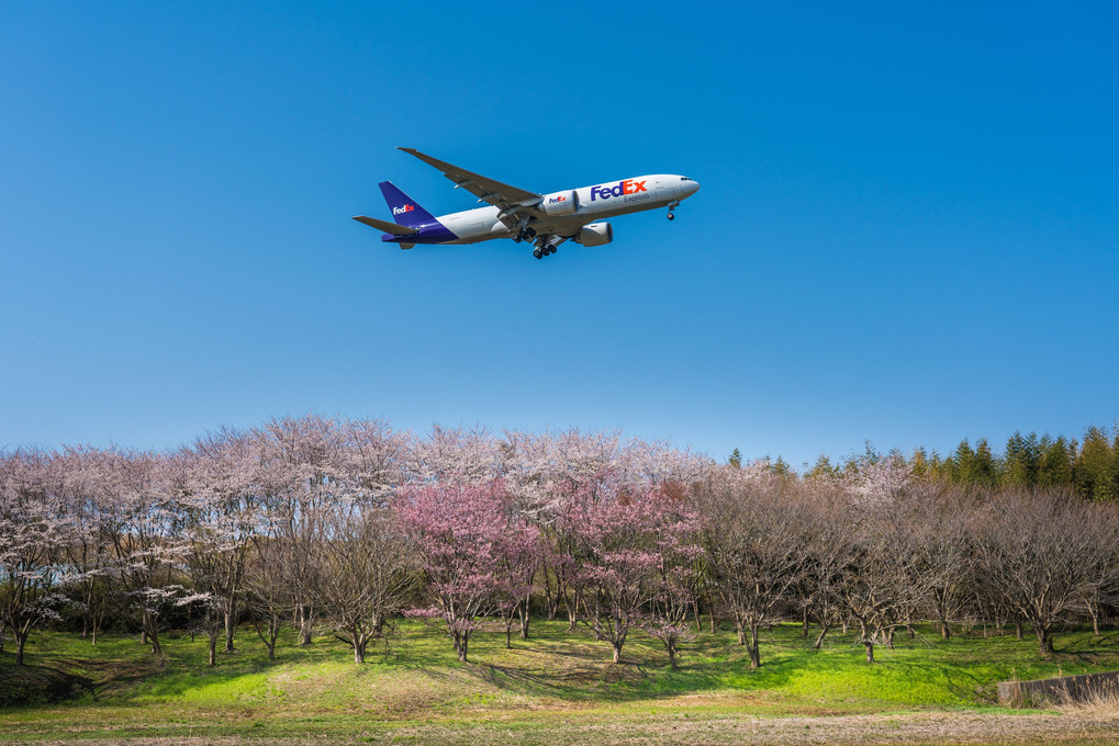 桜と飛行機のコラボ