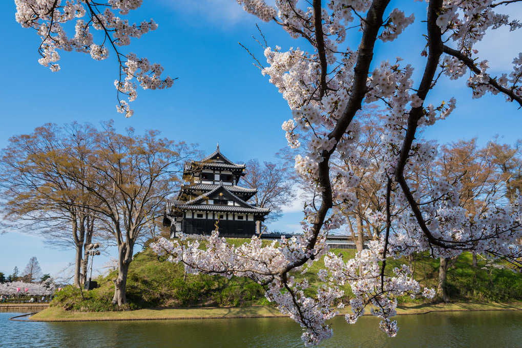 桜と三重櫓