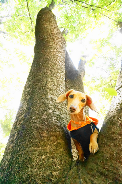 犬もおだてりゃ木に登る