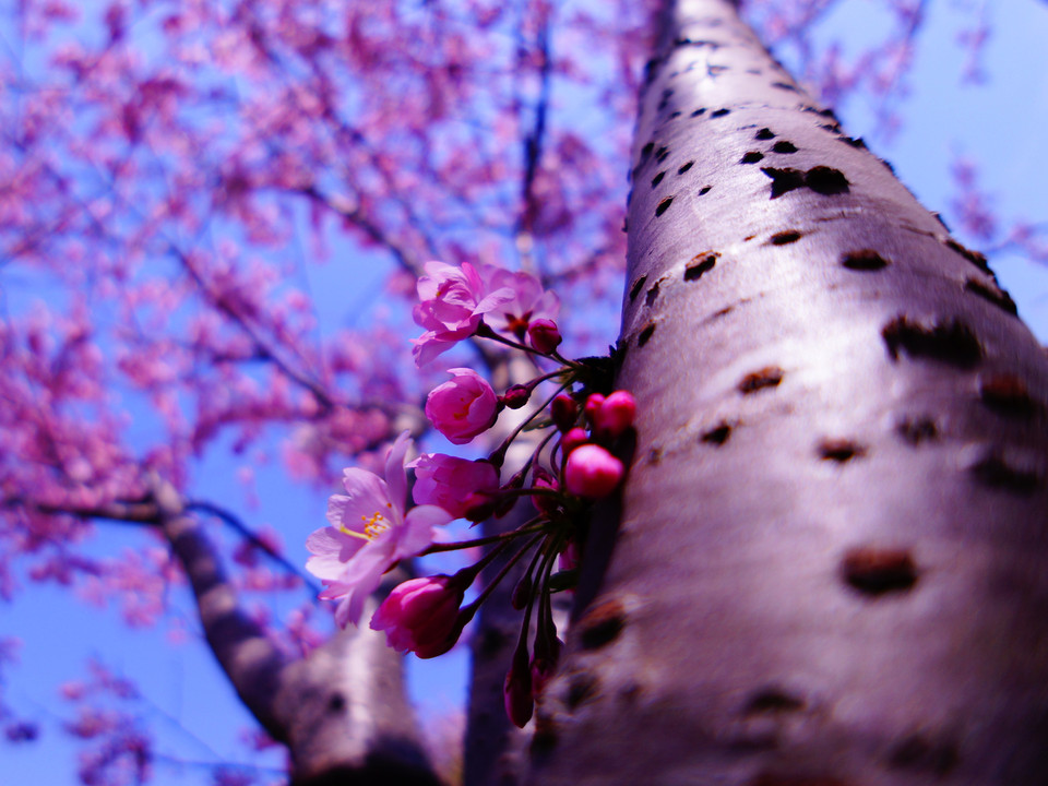 桜いっぽん！
