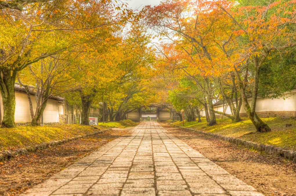 秋の通り道