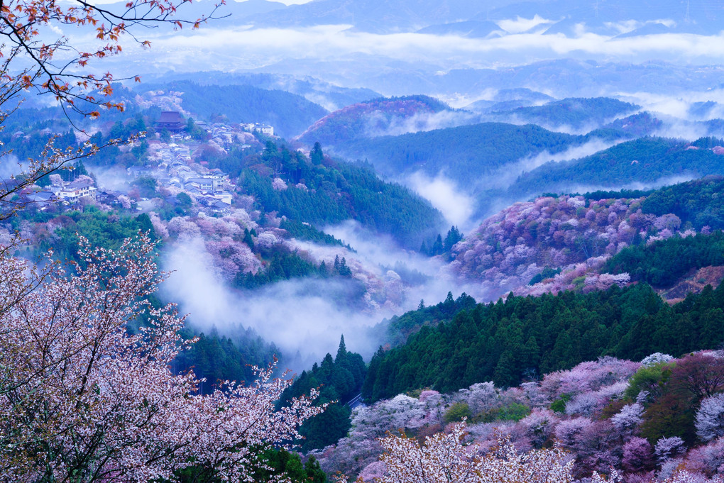 雲海に映える千本桜