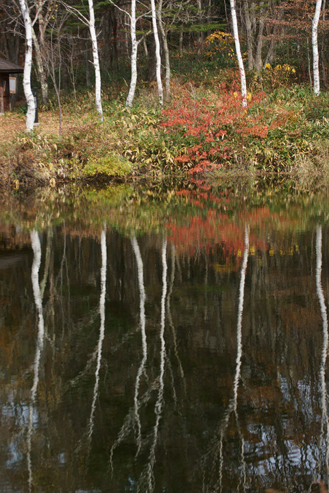 小鳥が池の白樺と紅葉