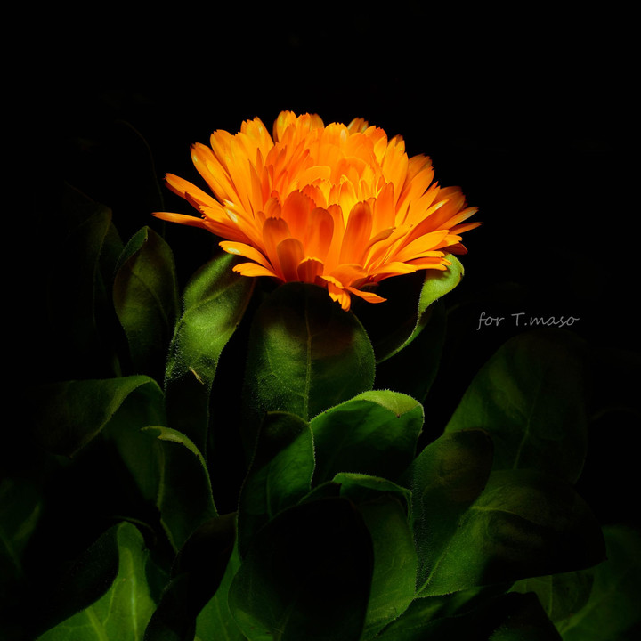 light flower
