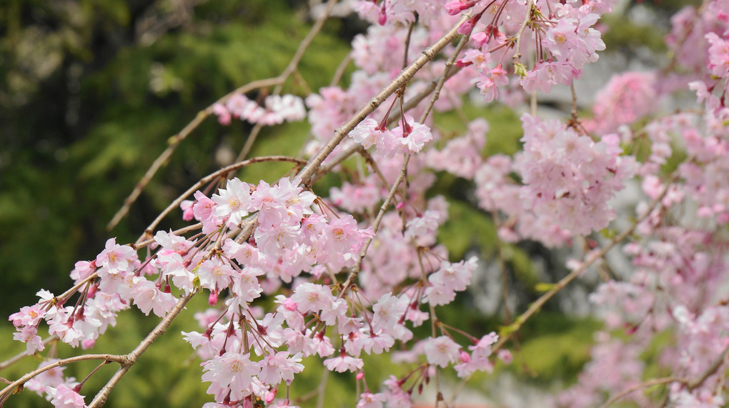 福岡西公園を散策