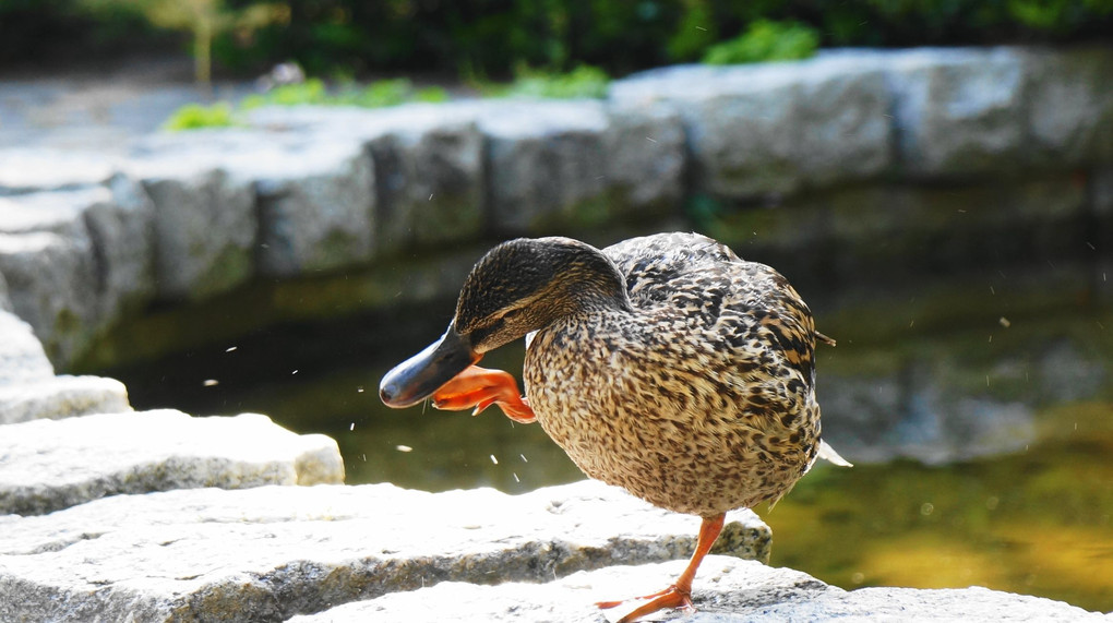 公園をぶらっと