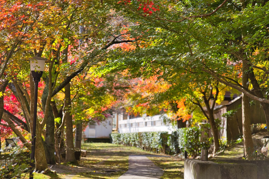 朝の紅葉