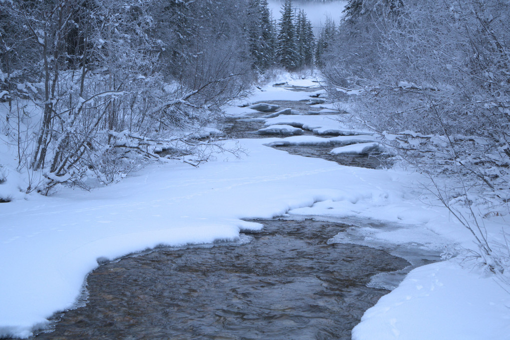 凍りゆく川に積もる結晶の雪