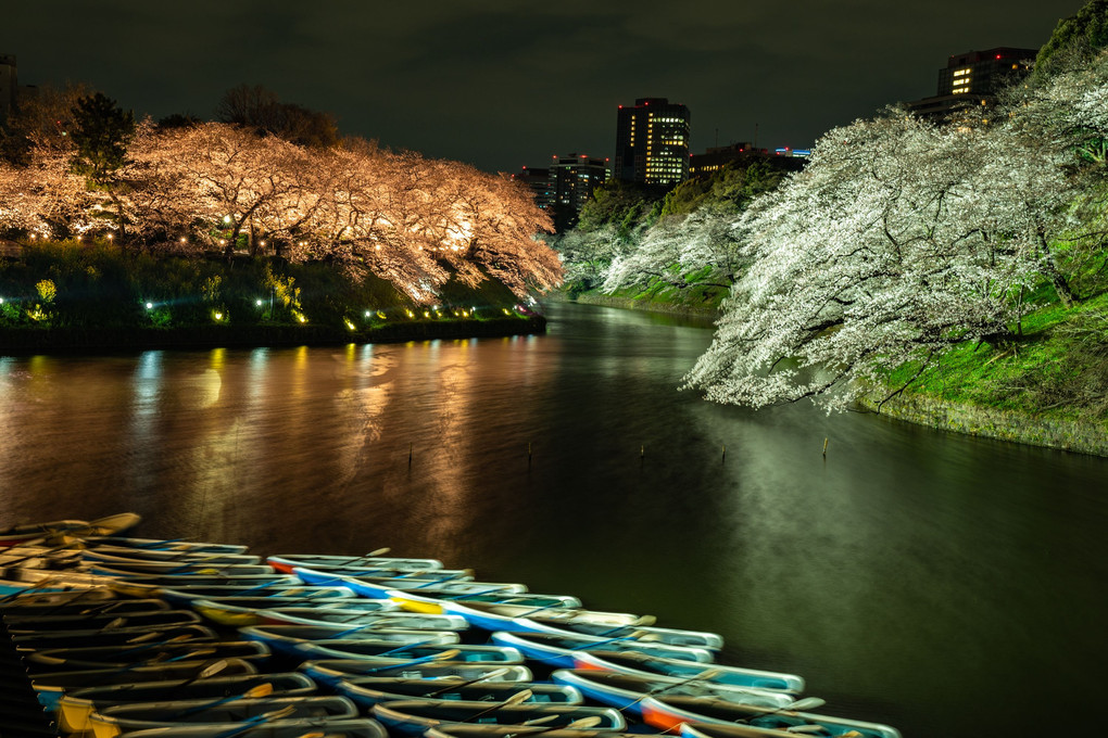 夜桜紀行2019　千鳥ヶ淵②