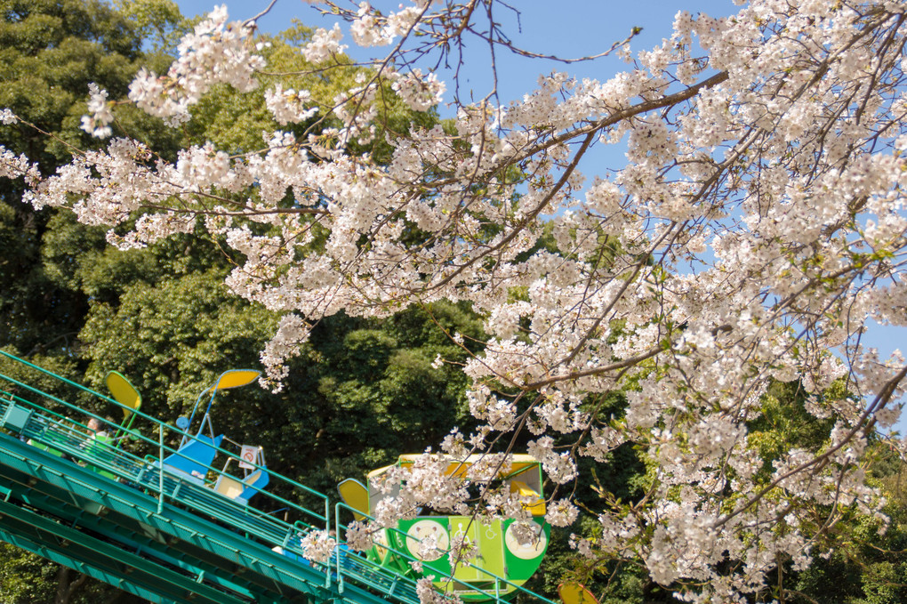 桜咲く