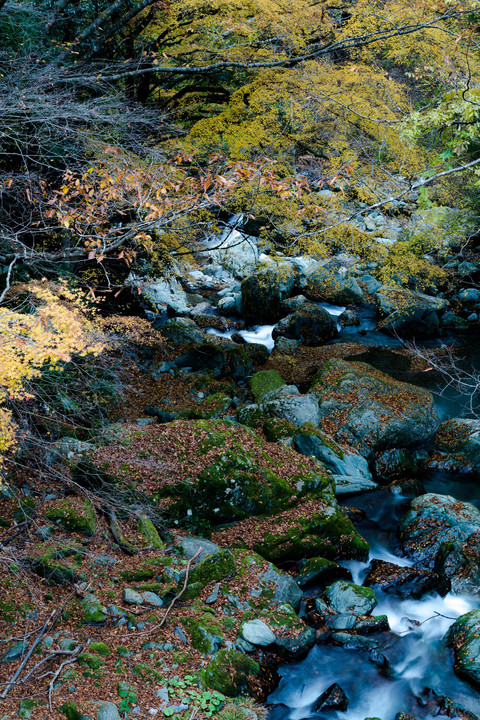 Autumn colors