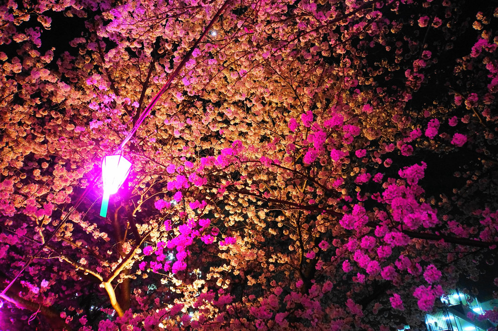 鶴見川の夜桜(3)