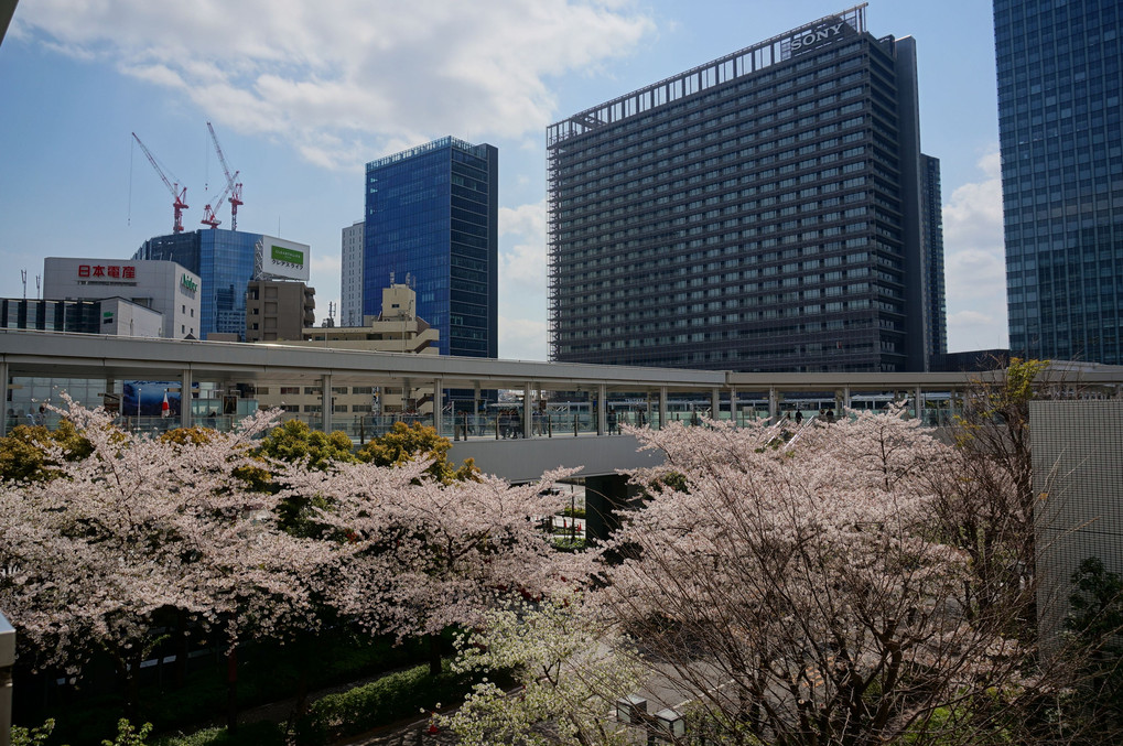 大崎駅の桜
