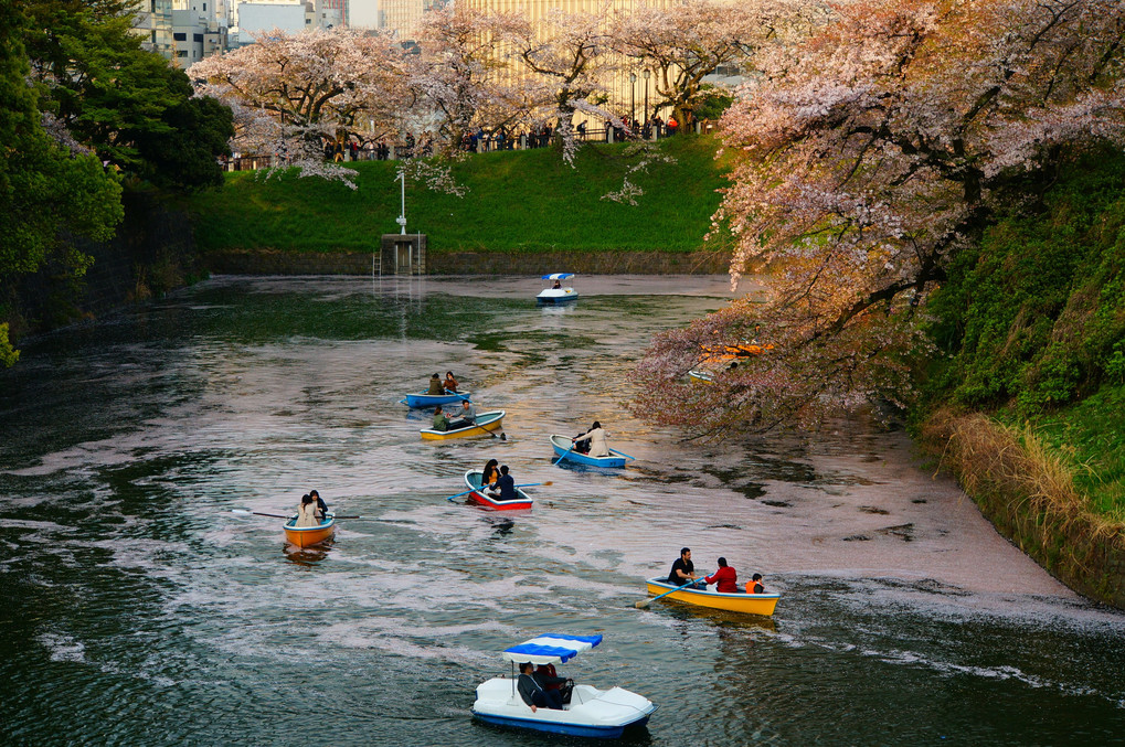 舟で楽しむ桜