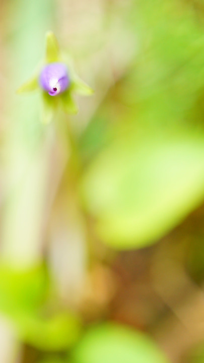 菫の花