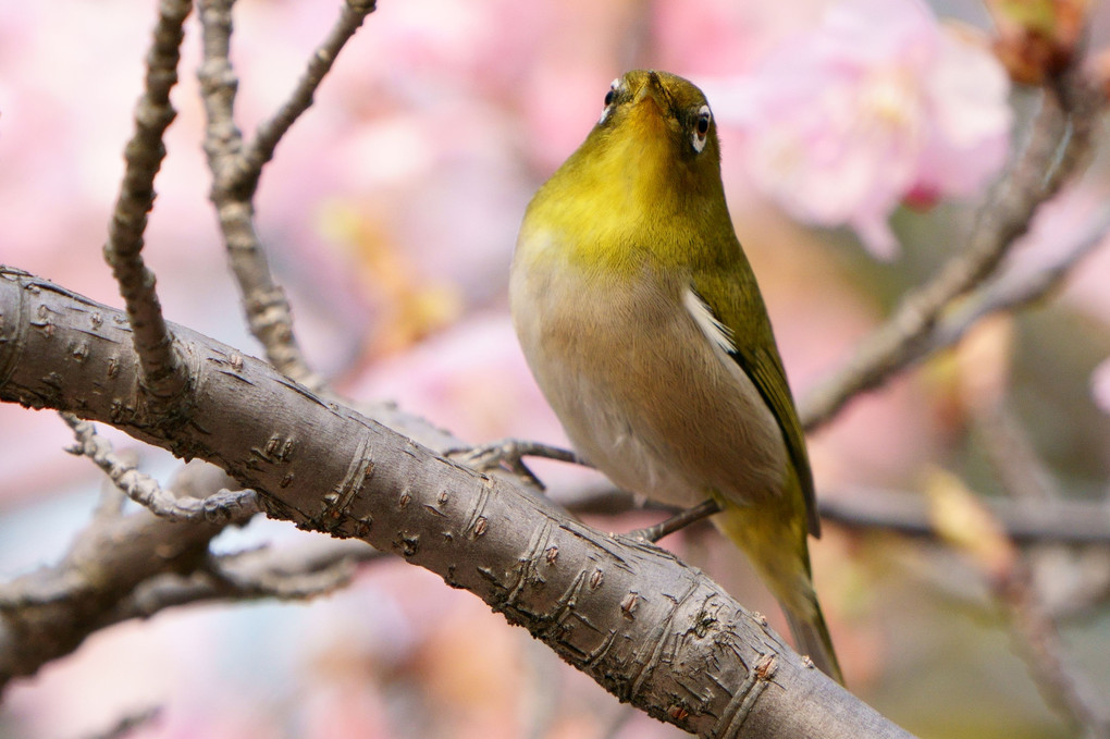 春に乾杯♪