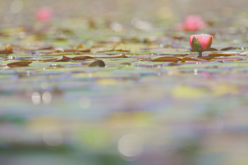 Water lilly