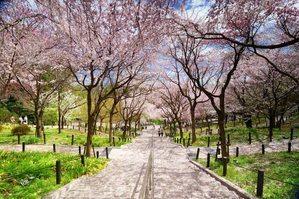 「桜の回廊」