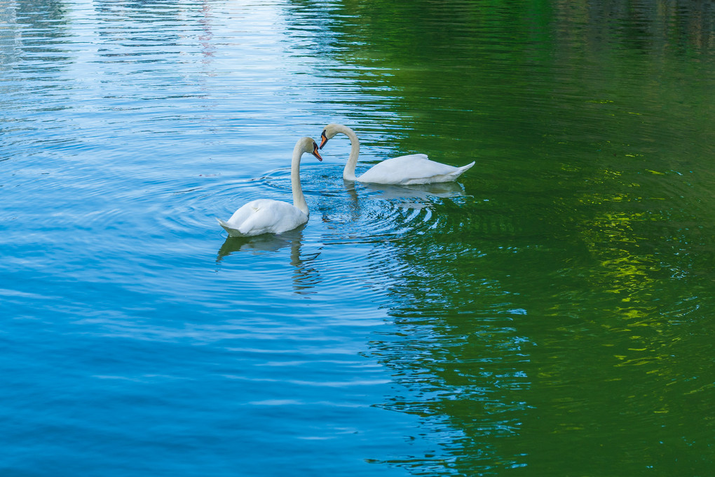 白鳥と水の色