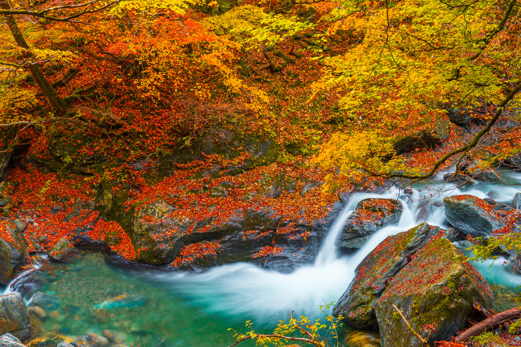 入川渓谷　紅葉