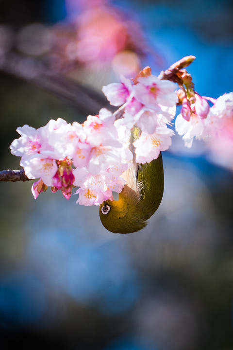 春のメジロ