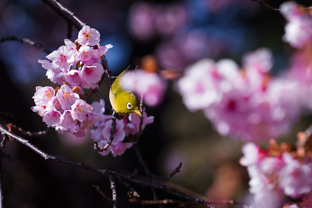 春のメジロ